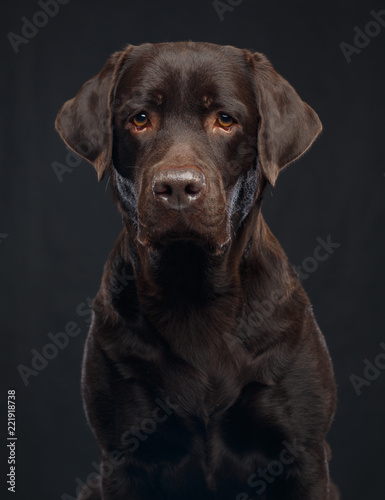 Labrador Dog on Isolated Black Background in studio © TrapezaStudio