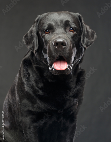 Labrador Dog on Isolated Black Background in studio