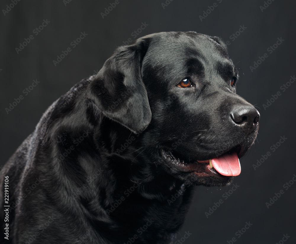 Labrador Dog on Isolated Black Background in studio