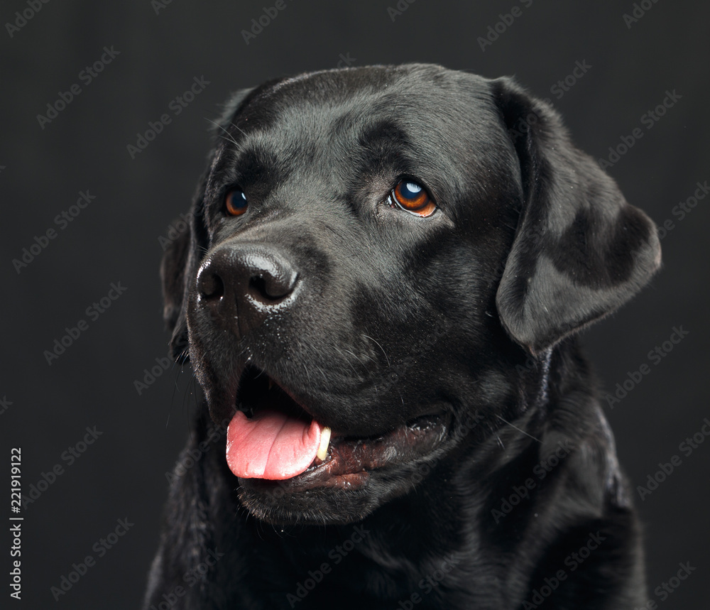 Labrador Dog on Isolated Black Background in studio Labrador Dog on Isolated Black Background in studio