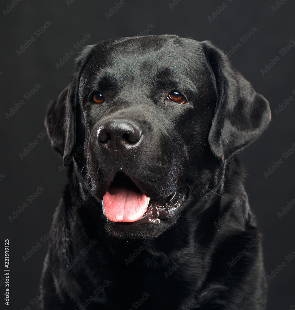 Labrador Dog on Isolated Black Background in studio Labrador Dog on Isolated Black Background in studio