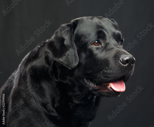 Labrador Dog on Isolated Black Background in studio