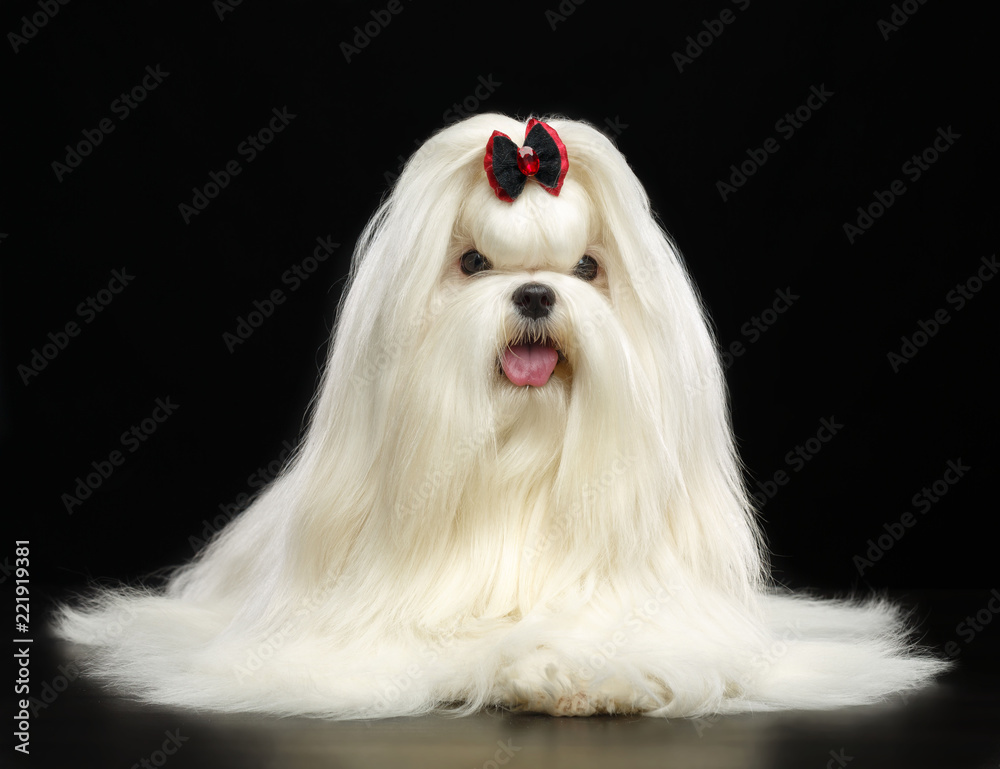 Maltese dog Isolated on Black Background in studio Maltese dog Isolated on Black Background in studio
