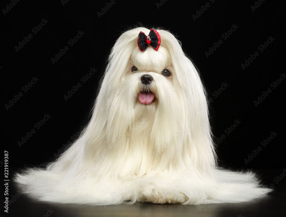 Maltese dog Isolated on Black Background in studio Maltese dog Isolated on Black Background in studio