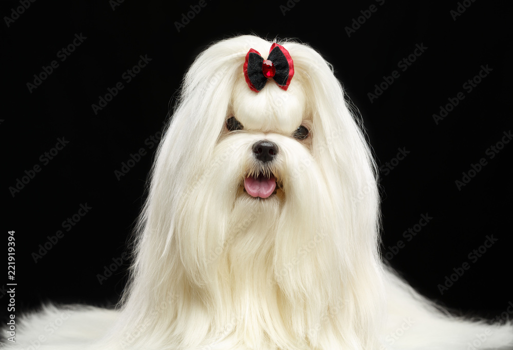 Maltese dog Isolated on Black Background in studio Maltese dog Isolated on Black Background in studio