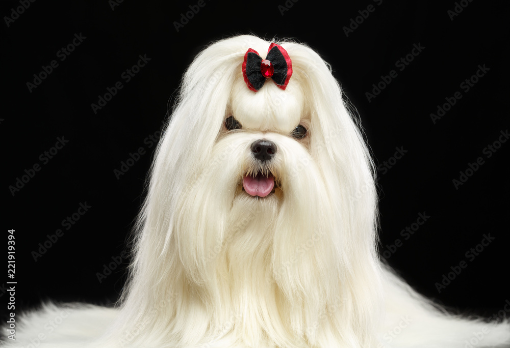 Maltese dog Isolated  on Black Background in studio