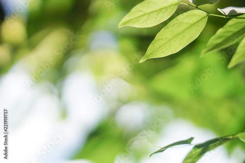 Green leaves, Green bokeh on nature abstract blur background green bokeh.green bokeh abstract