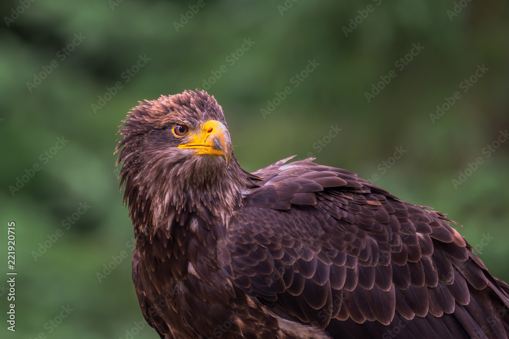 Obraz premium Juvenile Bald Eagle in Quebec