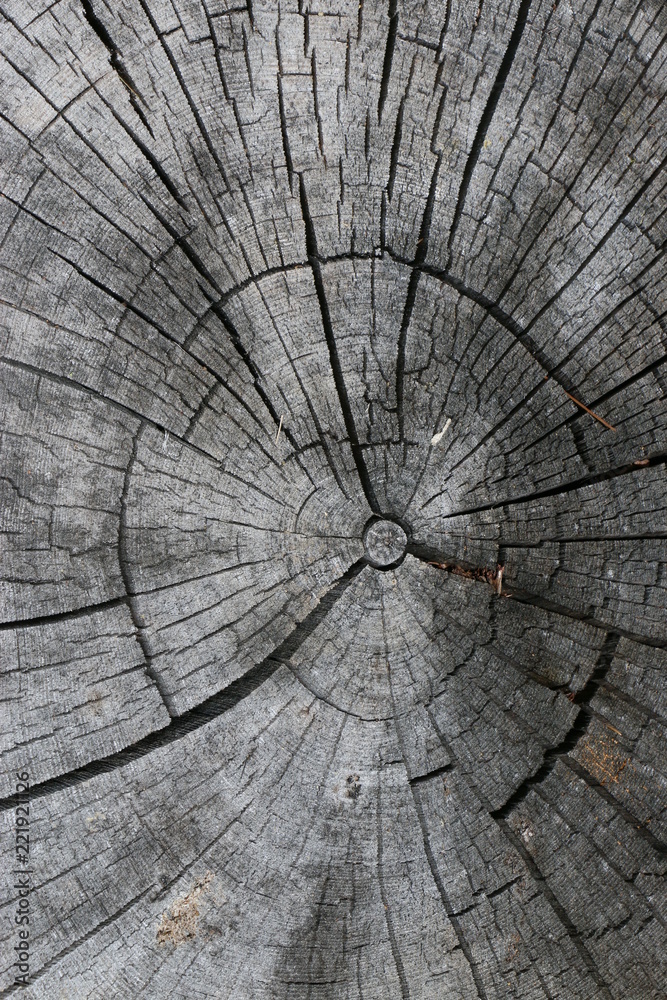 Fototapeta premium old cut of a tree stump