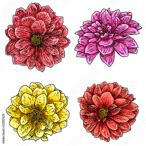 Dahlias set. Botanical vintage ink illustration. Collection of hand drawn flowers and herbs isolate on white background. Black and color florist elements. Vector.
