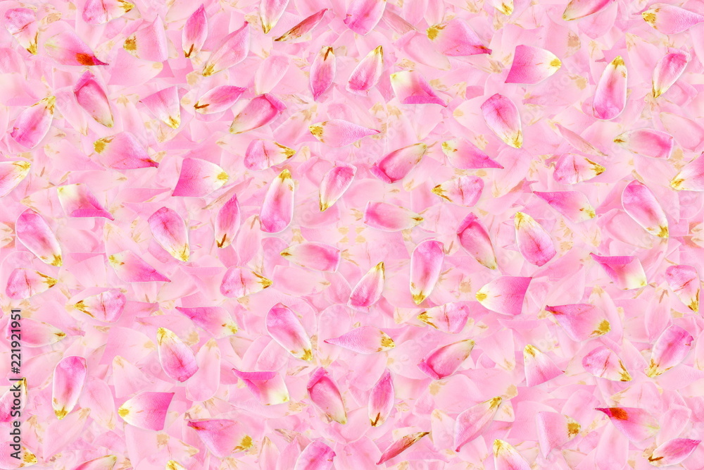 pink rose flower petals texture background for peace meditation spa health religion nature concept background pink rose flower petals texture background for peace meditation spa health religion nature concept background