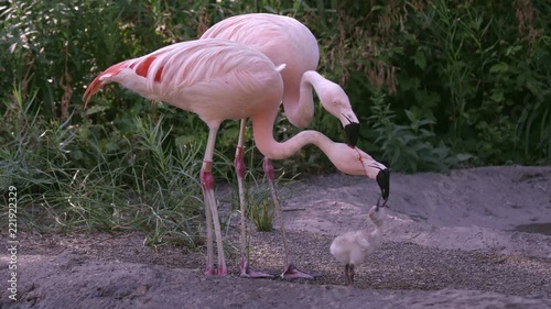 Two adult flamingos trying to feed the same chick with red crop milk as one regurgitates on the other adults head pouring down its face onto chick looking like blood. photo