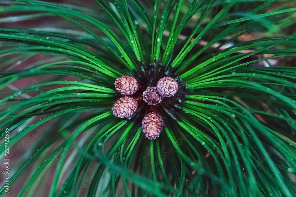 small pine cones on tree