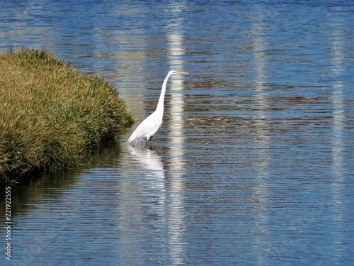 Egret bird standing on the bank near a lake © crlocklear