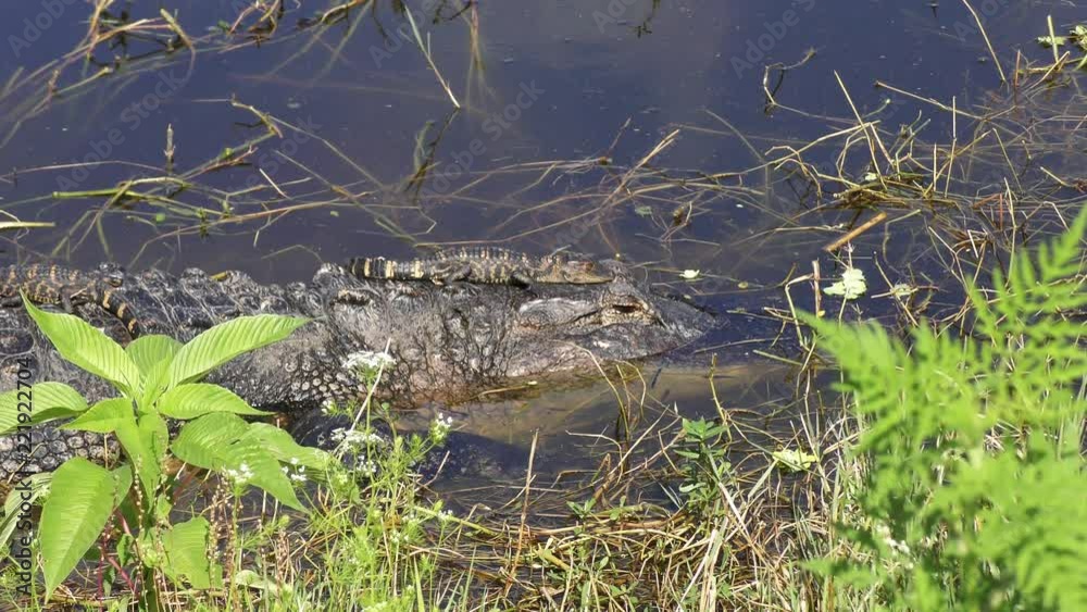baby alligator jumped out of its mother head baby alligator jumped out of its mother head