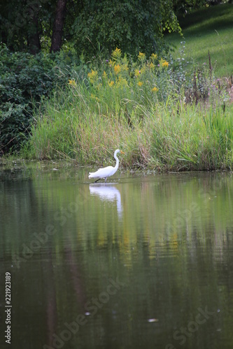 Egret in action