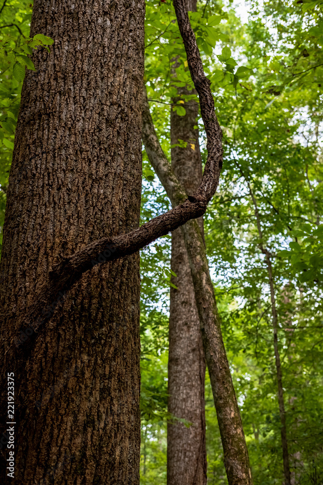 Fototapeta premium Tree Limb Reaching Up.