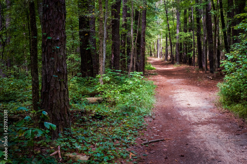 Smooth Dirt Path Leading into Sunlight