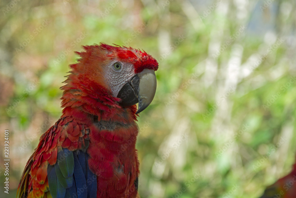 caribbean bird