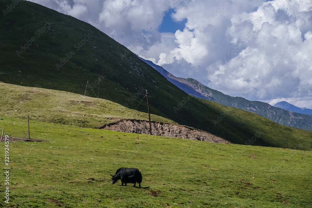 Yak on meadows and mountains in Qinghai, China