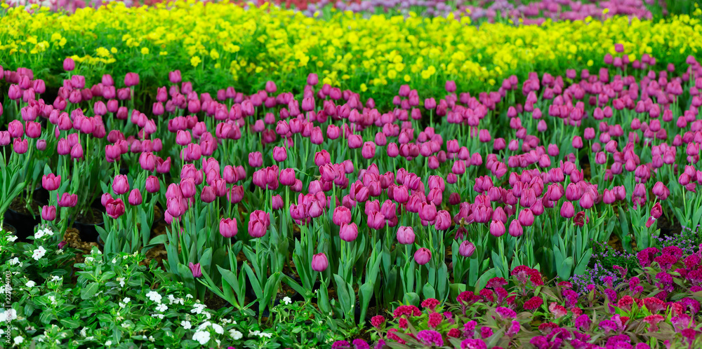 Panorama tulip background