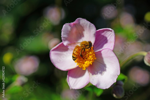 A bee pollinating a pale pink Japanese anemone flower in bloom (Anemone hupehensis)