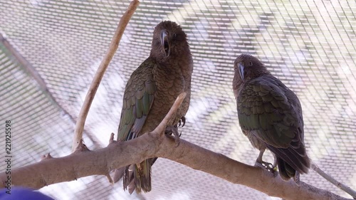 Two Kea birds sitting on stick in captivity as one yawns.