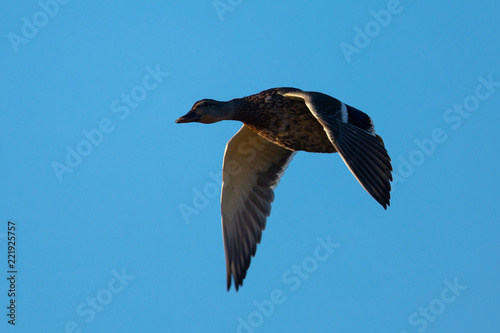 wild duck flying in beautiful light 