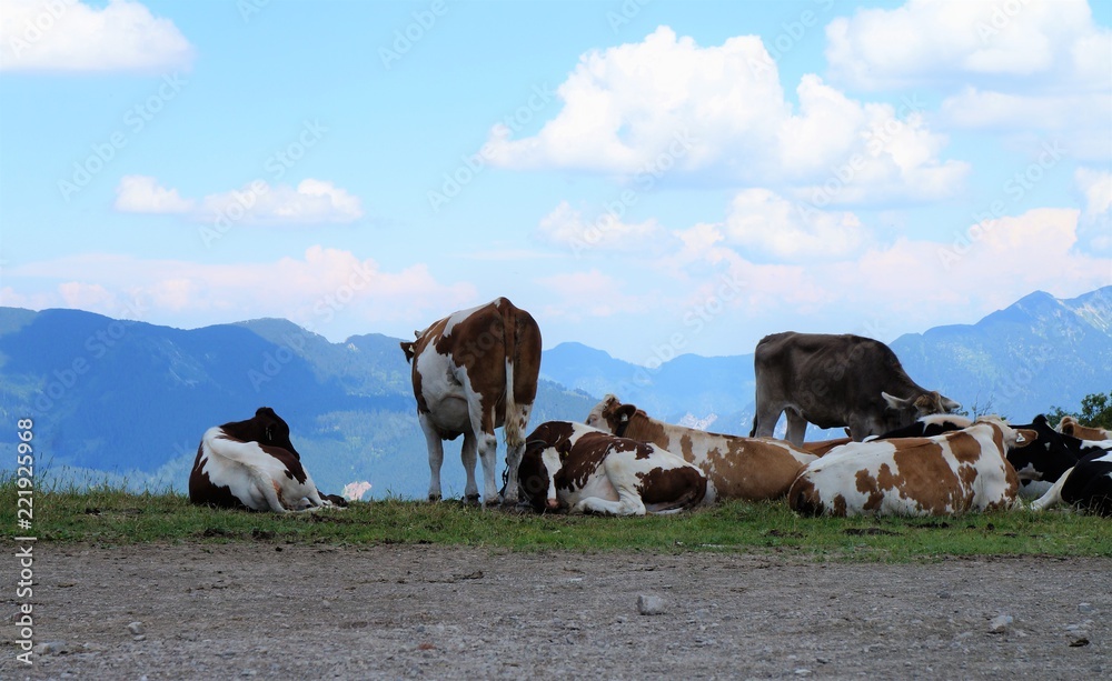 Obraz premium Kühe