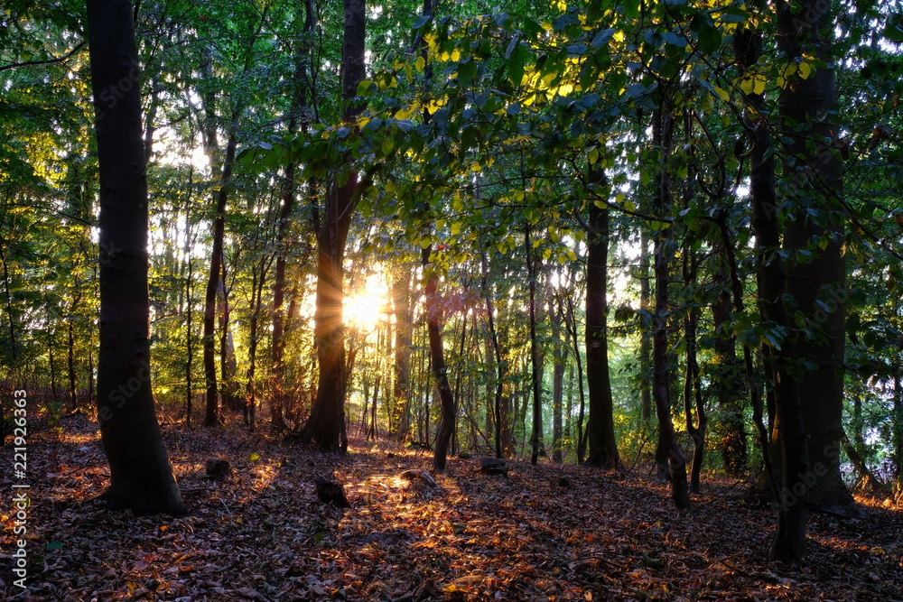 Obraz premium sun in the forest