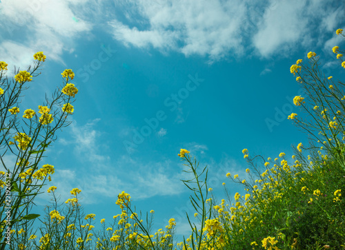 空に伸びる菜の花