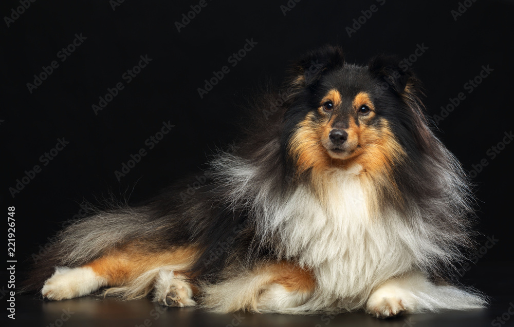 Fototapeta premium Sheltie dog on Isolated Black Background in studio