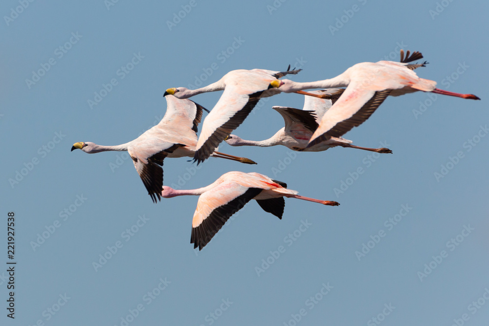 Puna Flamingos in Ansenuza National Park, Argentina Puna Flamingos in Ansenuza National Park, Argentina
