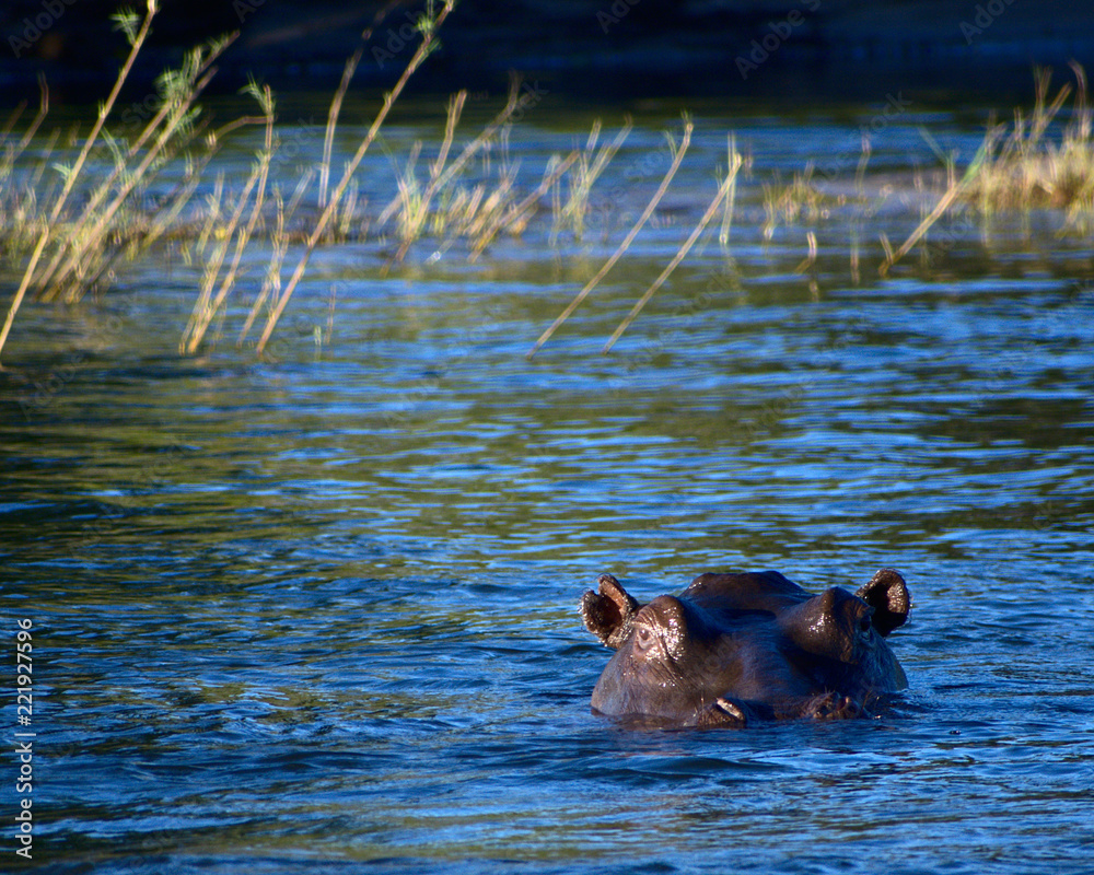 Fototapeta premium Hippo swimming
