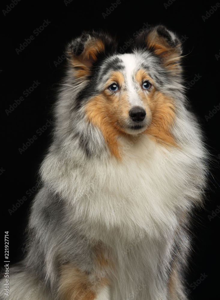 Sheltie dog on Isolated Black Background in studio Sheltie dog on Isolated Black Background in studio