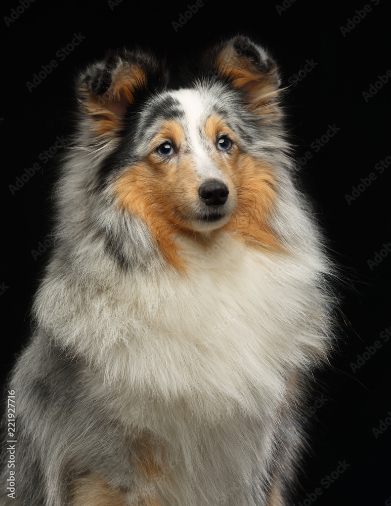 Sheltie dog on Isolated Black Background in studio Sheltie dog on Isolated Black Background in studio