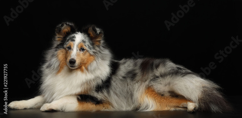 Sheltie dog on Isolated Black Background in studio