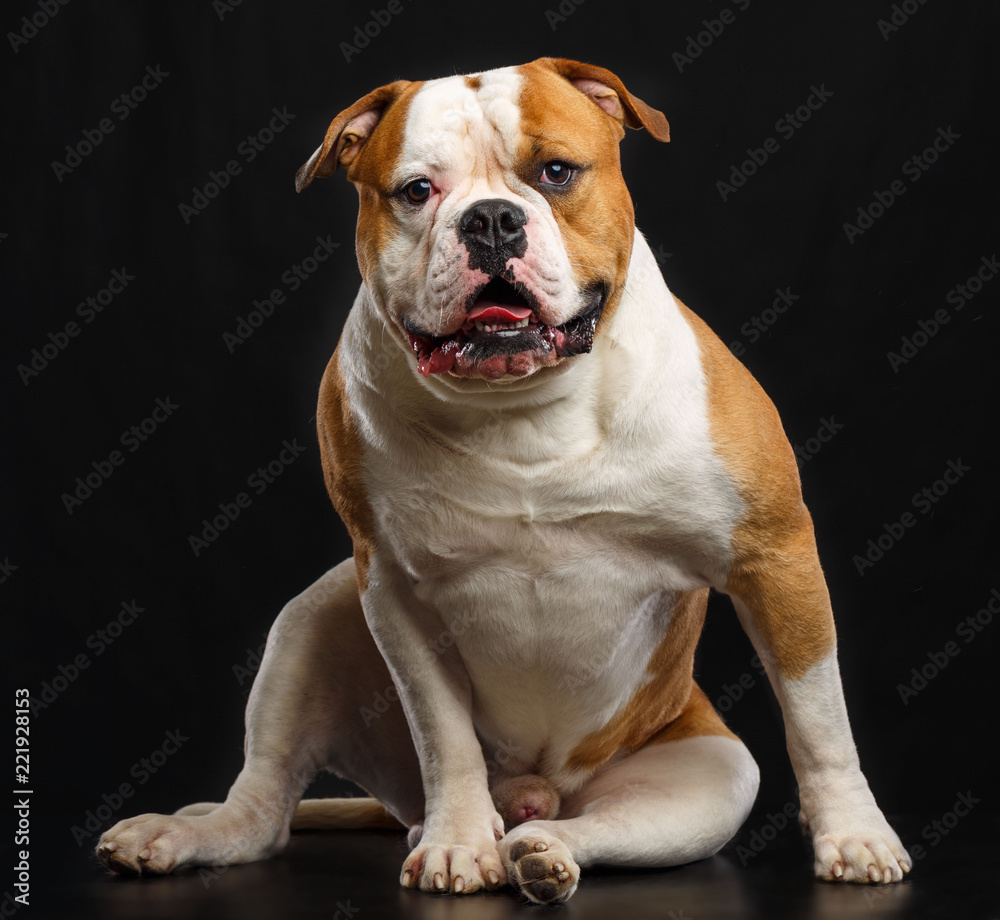 American Bulldog Dog Isolated on Black Background in studio American Bulldog Dog Isolated on Black Background in studio