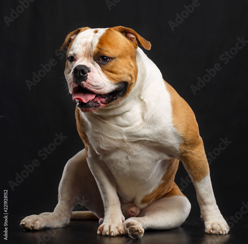 Fototapeta Naklejka Na Ścianę i Meble -  American Bulldog Dog  Isolated  on Black Background in studio