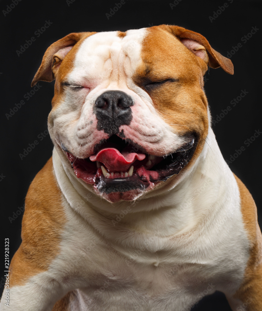 American Bulldog Dog Isolated on Black Background in studio American Bulldog Dog Isolated on Black Background in studio
