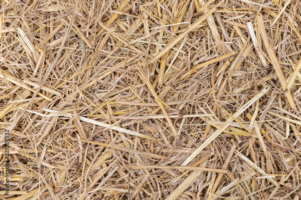 Close up of dry yellow straw grass background texture after havest. Close up of dry yellow straw grass background texture after havest.