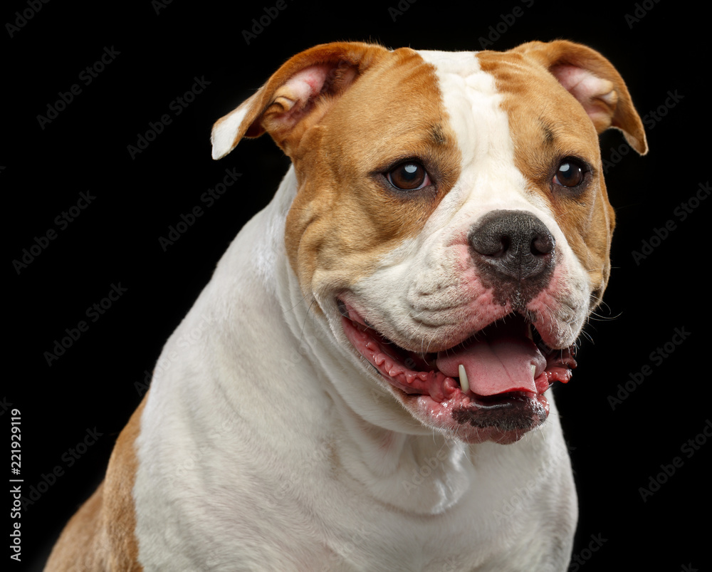 American Bulldog Dog Isolated on Black Background in studio American Bulldog Dog Isolated on Black Background in studio