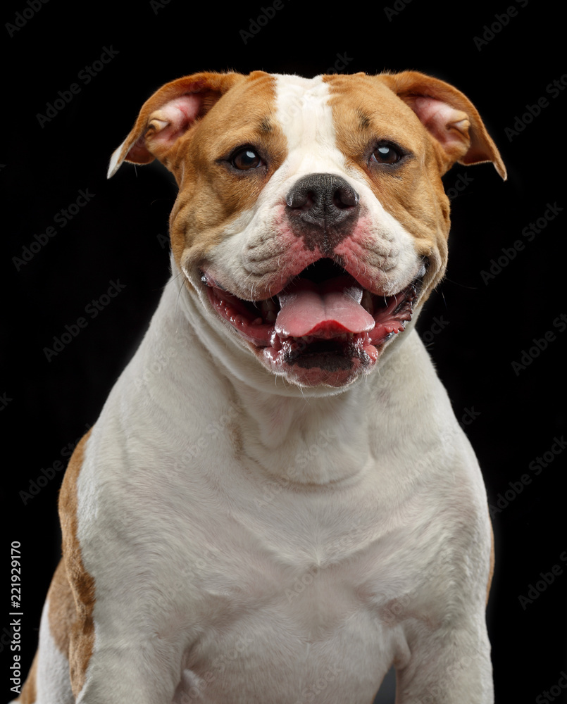 American Bulldog Dog Isolated on Black Background in studio American Bulldog Dog Isolated on Black Background in studio