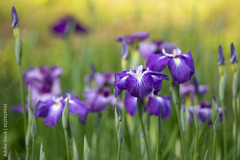 Purple flowers of Japanese iris blooming in early summer.