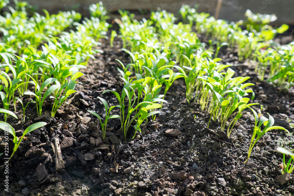 Cilantro or coriander microgreens seedlings growing in garden bed: low angle view with selective focus and copy space.