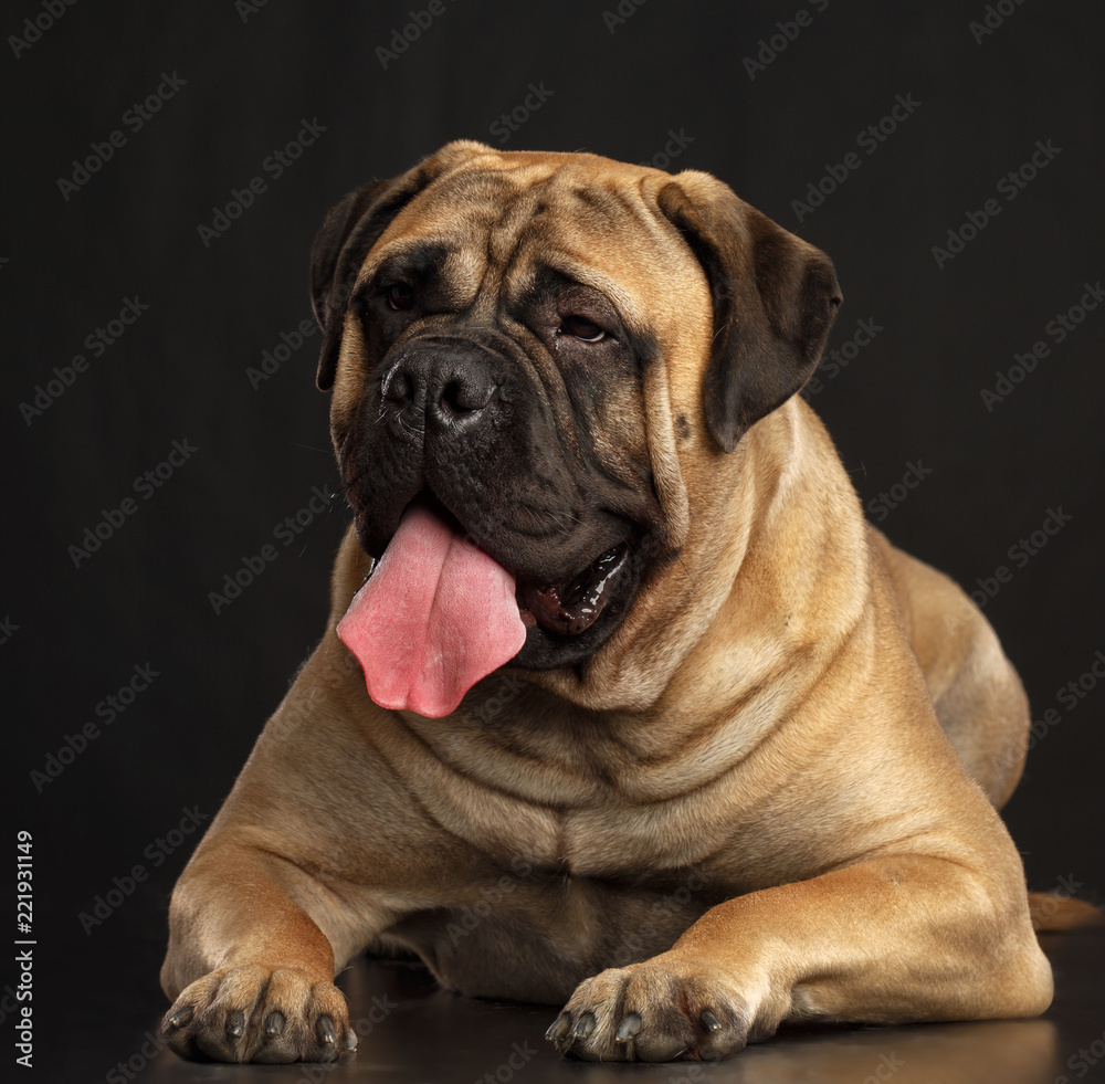 Bullmastiff dog on Isolated Black Background in studio Bullmastiff dog on Isolated Black Background in studio