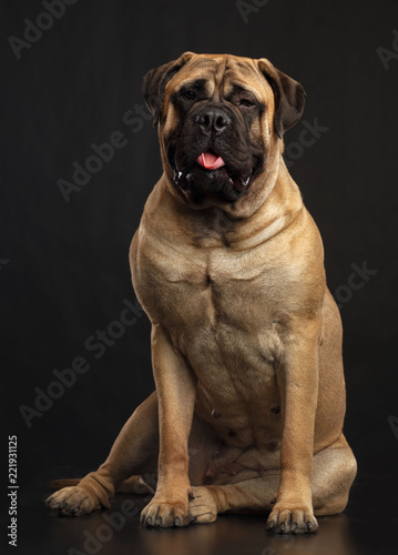 Cuadro en lienzo Bullmastiff dog on Isolated Black Background in studio