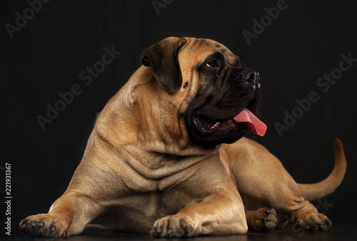 Bullmastiff dog on Isolated Black Background in studio