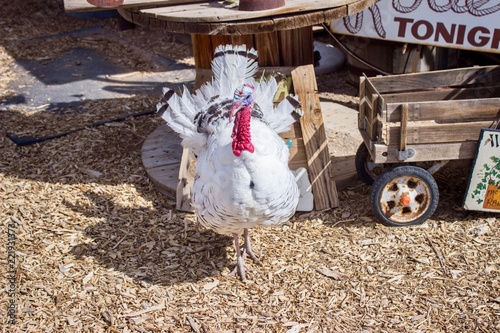 Canvas Print white turkey on ranch farm in the outskirts of Las Vegas