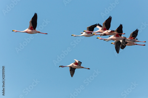 Puna Flamingos in Ansenuza National Park, Argentina